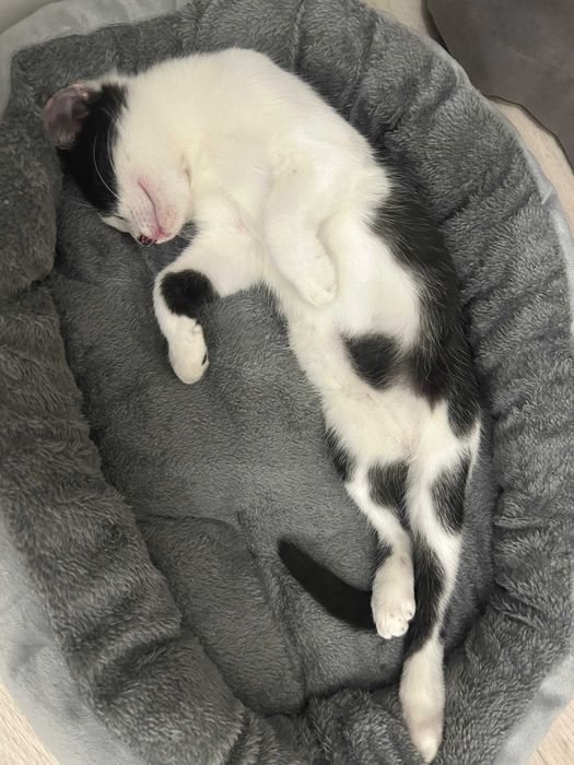 котик ищет дом в Уральске