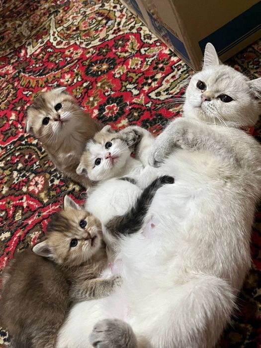 Продаёте британские золотые шиншиллы