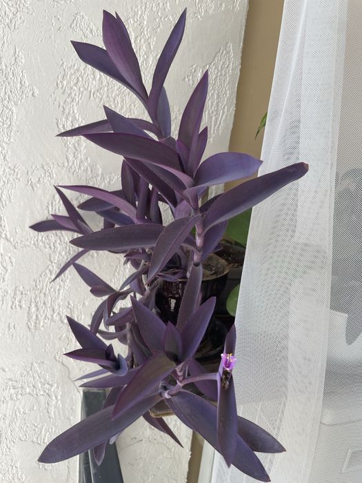 Домашние и садовые цветы