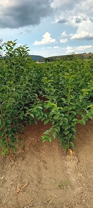 Producator vand pomi fructiferi