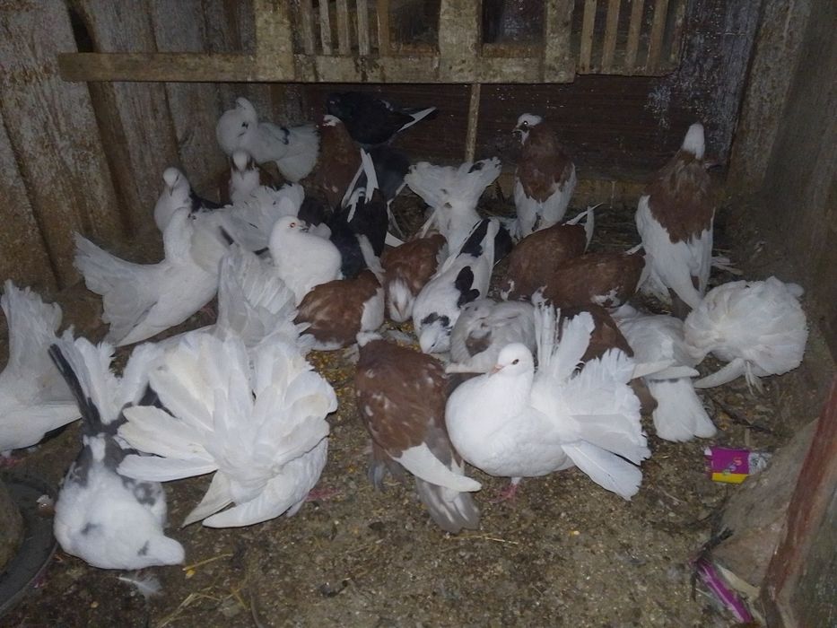 Vând porumbei de rasă