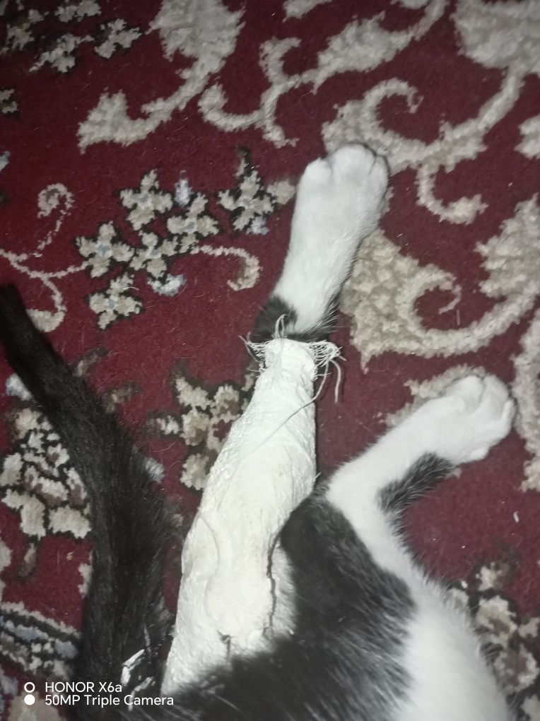 Hadiyaga mushuklar.