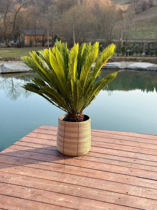 Pin, Bonsai, tuia 3m, spiralata, photinia, palmier, cycas, leylandii