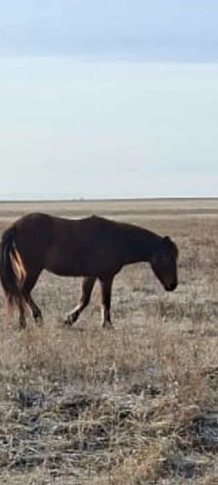 Продам кобылу можно на согым