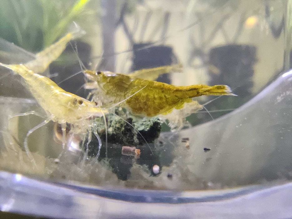 Creveti neocaridina red/yellow/blue