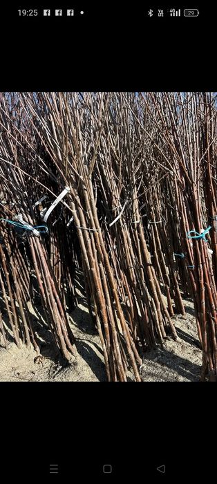 Pomi Fructiferi clasici și columnari