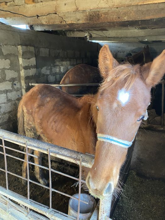 жабагы сатылады жуас