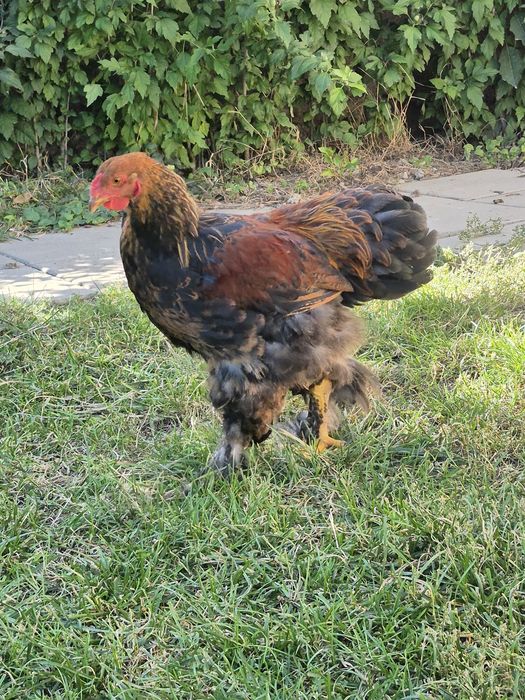 Cocos -tineret brahma