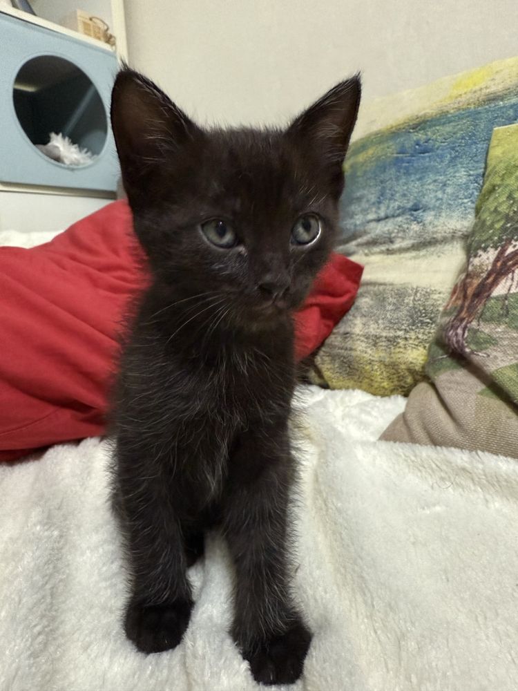 Котенок ищет дом