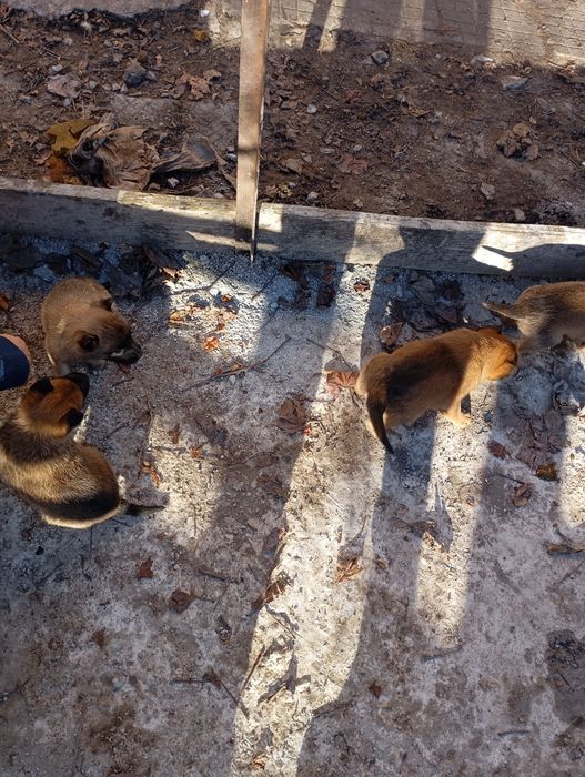 Белгийски овчарки