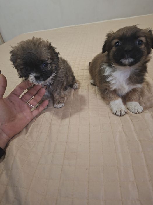 Две момчета пекинези