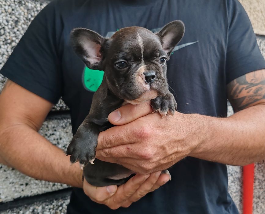 Френски   булдог