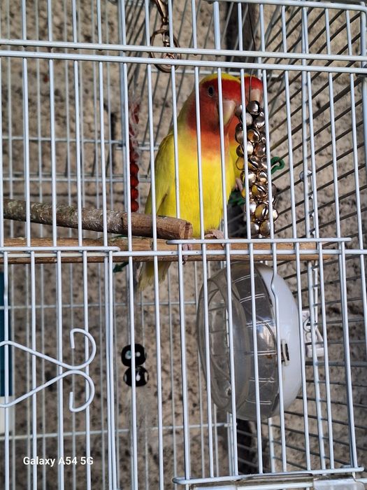 Неразлучки попугайчики тути куш