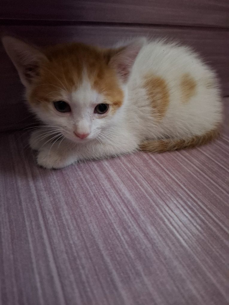 Donez pui de pisică
