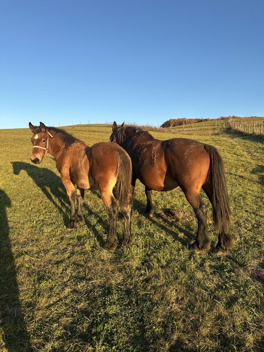 Vand manz de 5 luni!