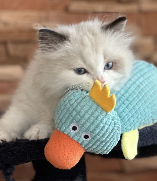 Регдол  / Ragdoll /  котенца