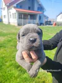 Cane Corso rasă pură