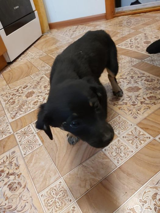 Щенки в заботливые руки