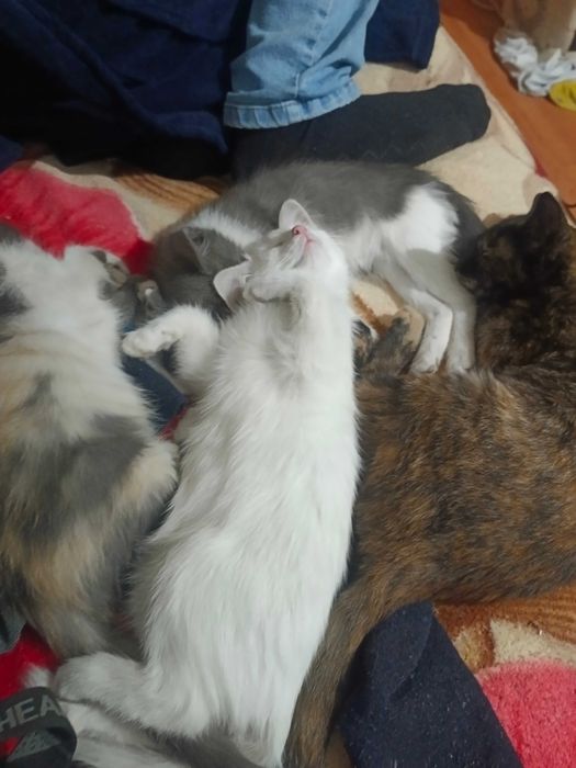 Отдам котят в хорошие руки.