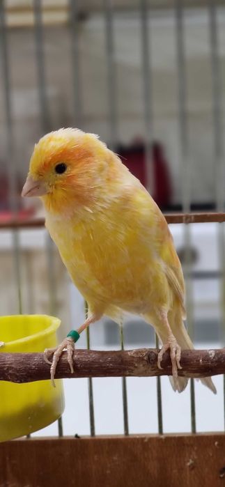 Кенар шмель взрослый с пением щегла/Кокил сайро шмел нар канарейка