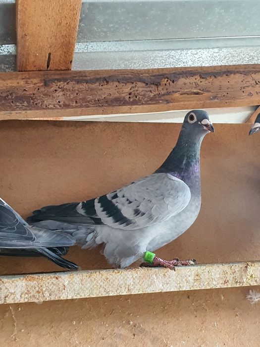 Porumbei fond maraton