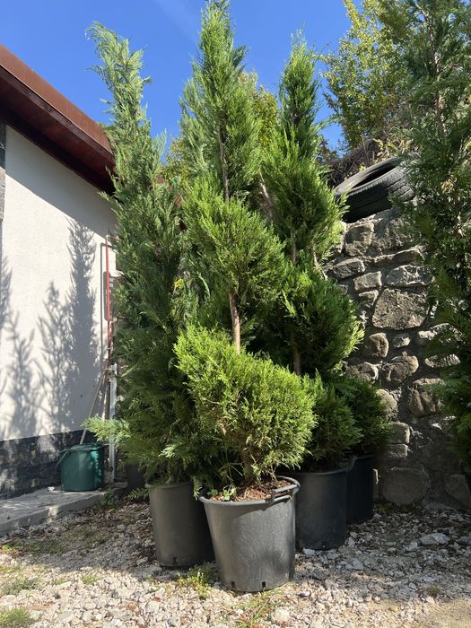 Plante ornamentale de orice specie