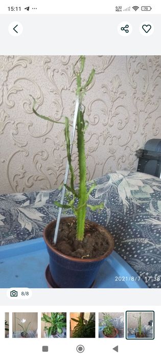 Комнатные домашние цветы