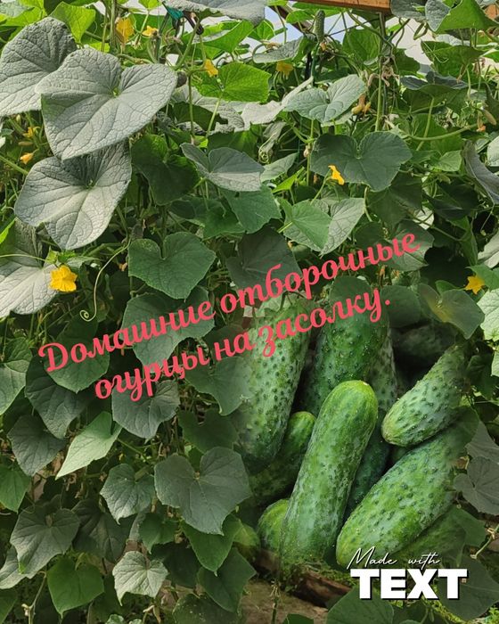 Огурцы Домашние отборные