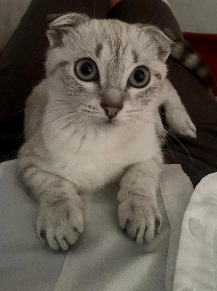 Передержка котов кошек котят