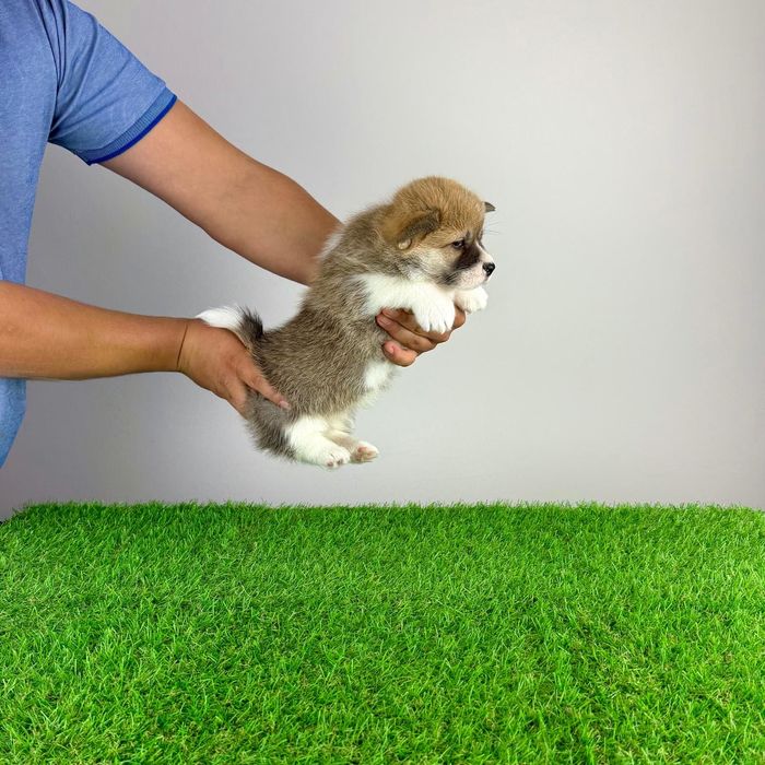 Pui Welsh Corgi Pembroke cu pedigree