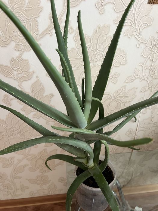 Алое вера цветок