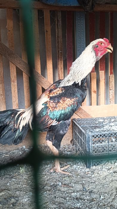 Хуроз сотилади .