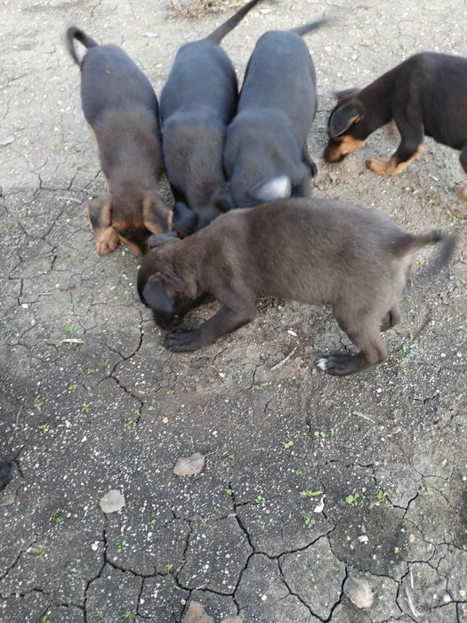 Подарявам малки кученца