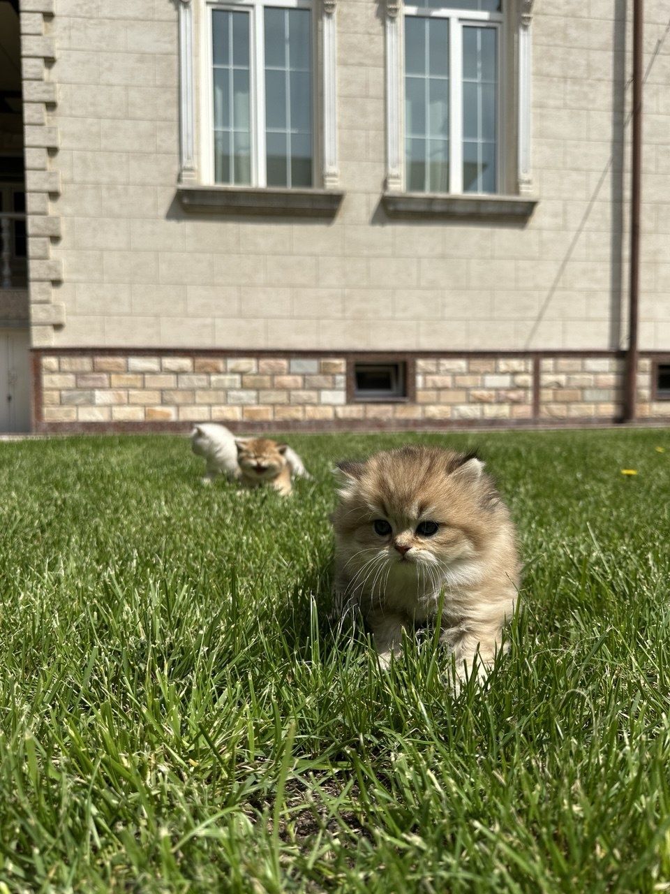Кошки! Чистокровные британцы!