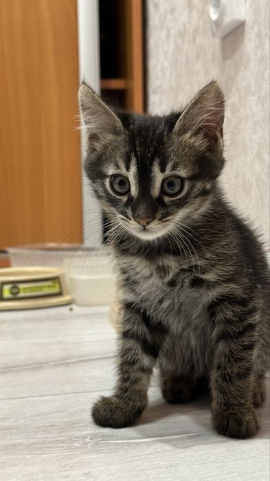 Отдам котенка в добрые руки