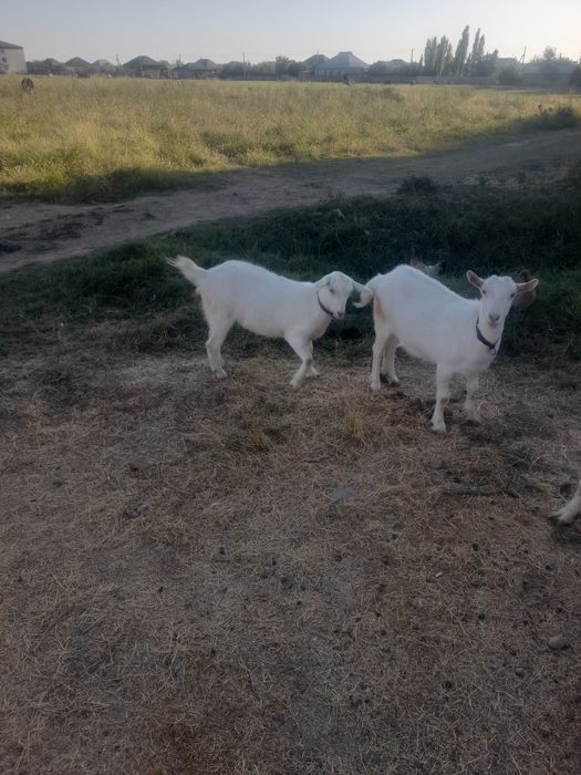 Екі Шыбыш бар сатылатын