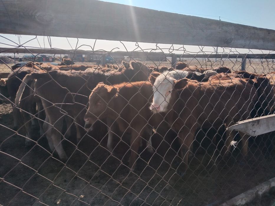 Продаются телята 7-9 месяца