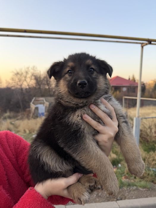 Щенки немецкой овчарки смешанные