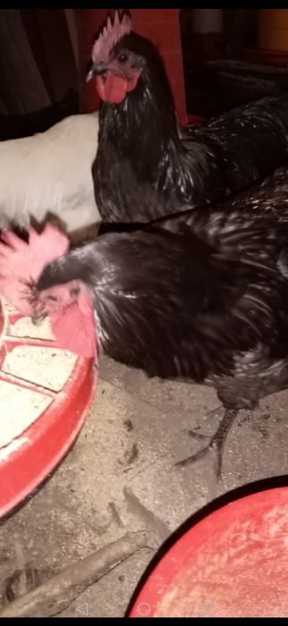 Cocoși Australop!!!