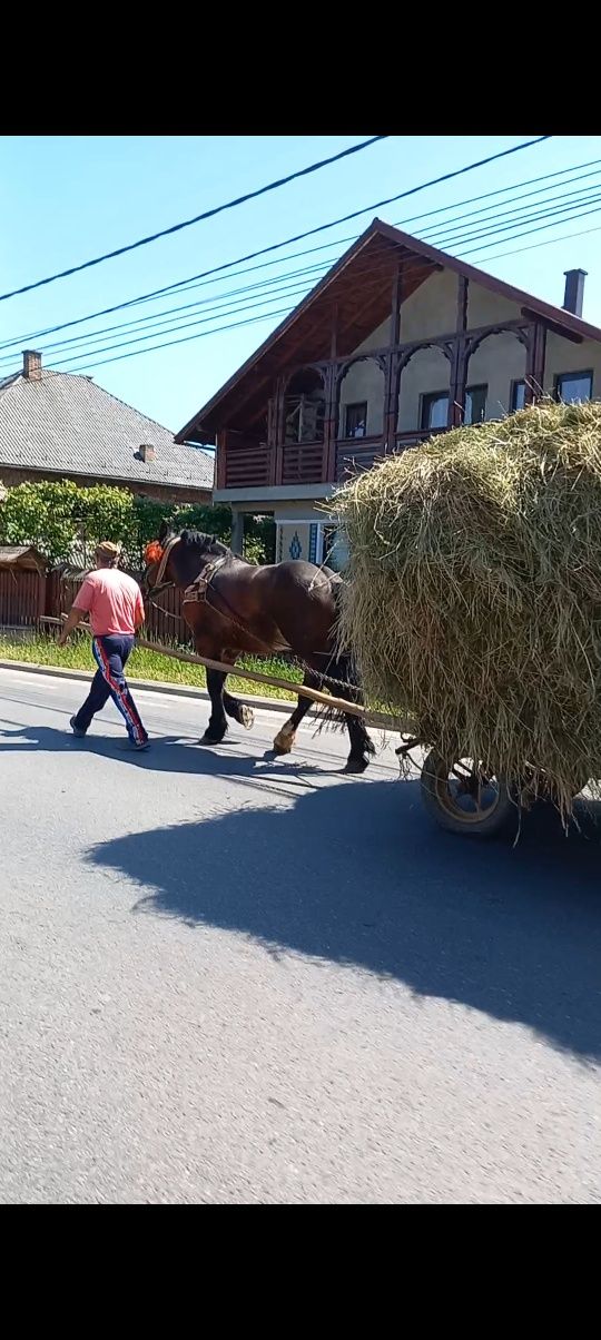 Manz armăsar doi ani