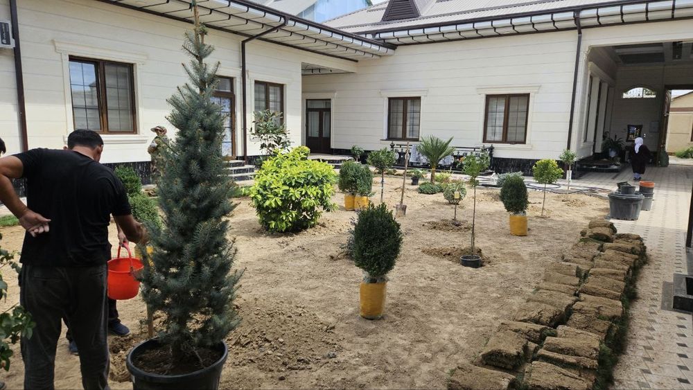 Archa Va gazon Lanshaft xizmatlari bor