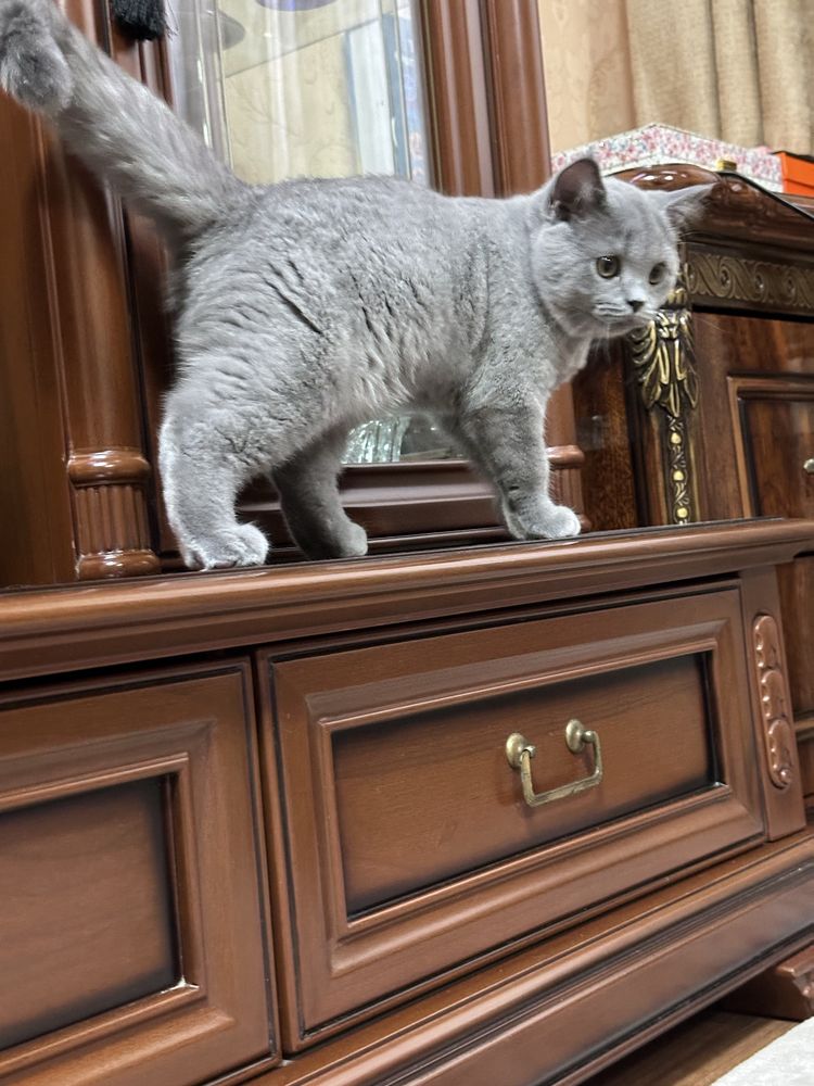 Продам котят , цена договорная