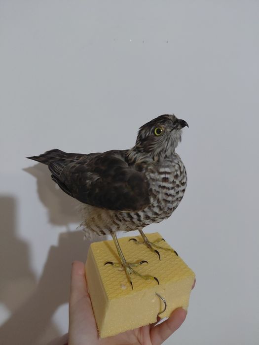 Uliu pasarar impaiat, taxidermie UP2