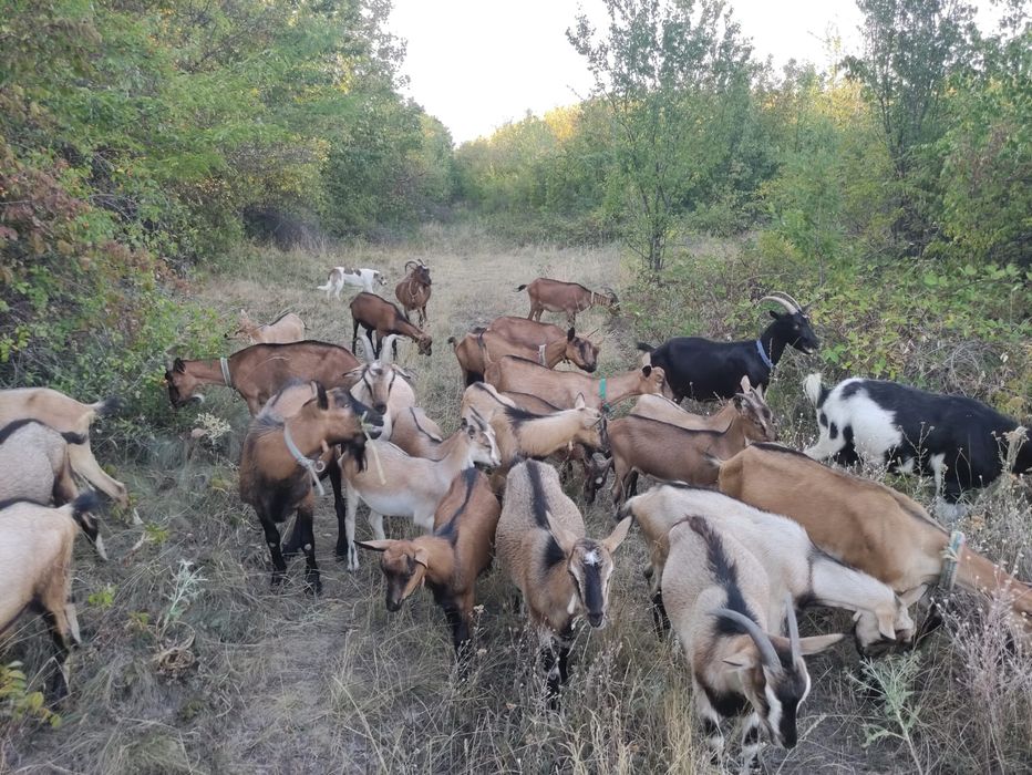 Capre metise alpine,murcian,anglonubiene,gestante in 3 luni!