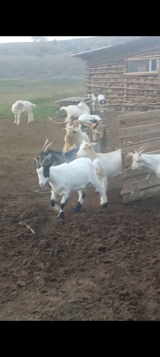 Tap Sannen in vârstă de 5 ani