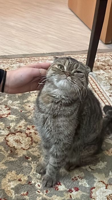 Отдадим шотландскую вислоухую кошечку в добрые руки