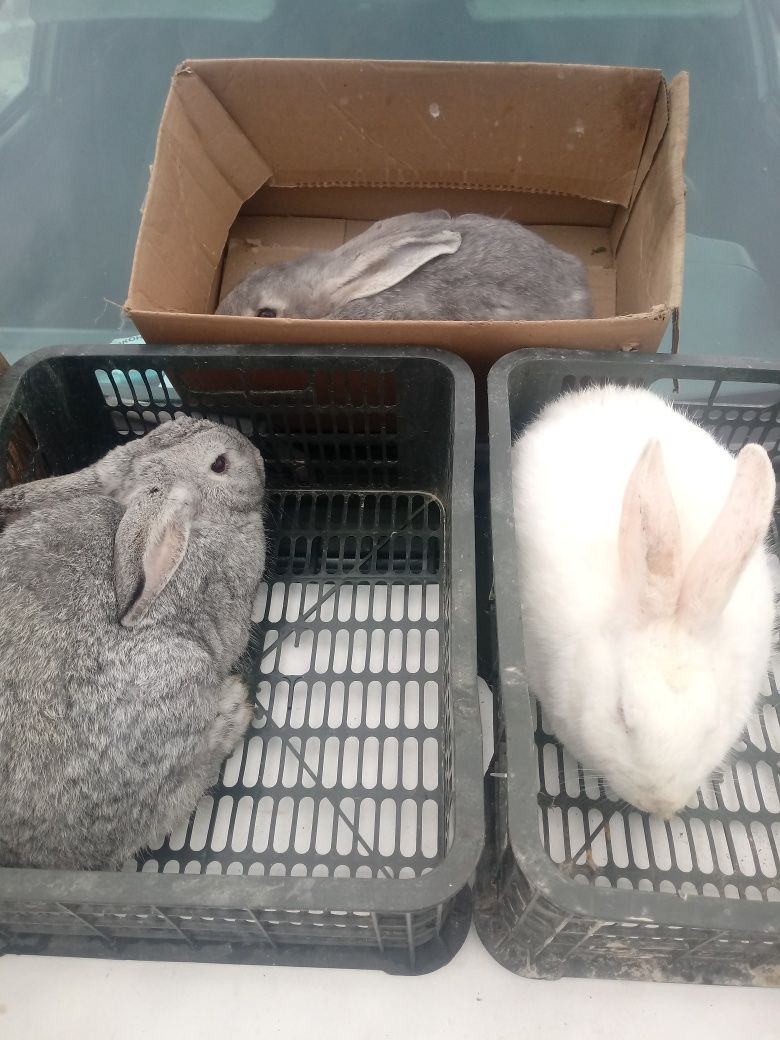 Кролики виликаны парода