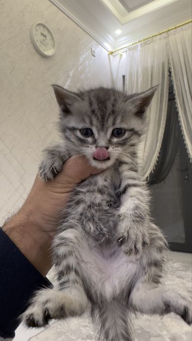 Продаем котят 3 фолд 2 страйт шотландцы