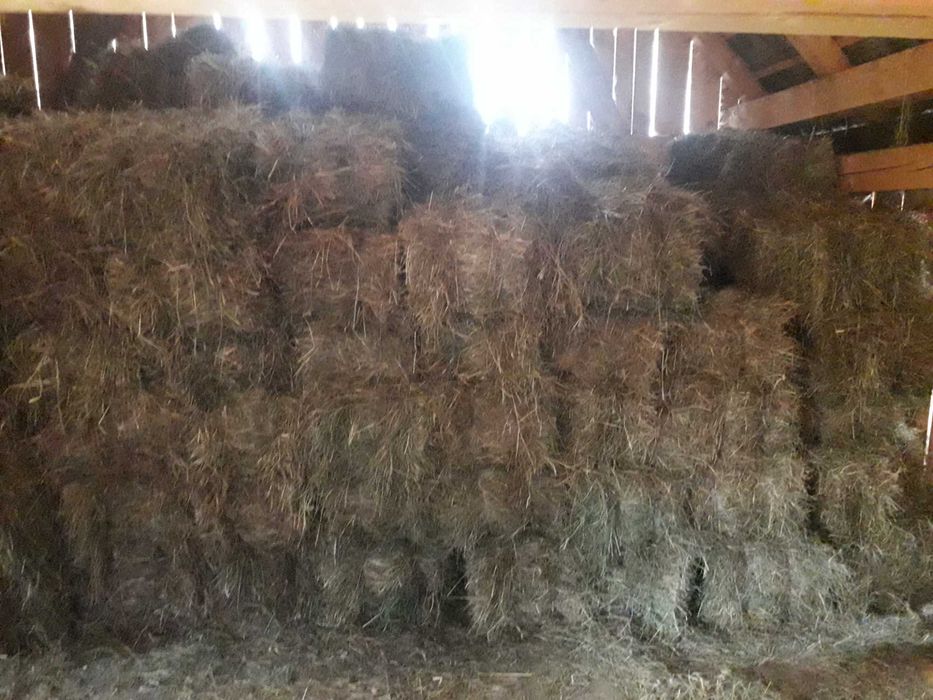 Vand baloti fan 2025