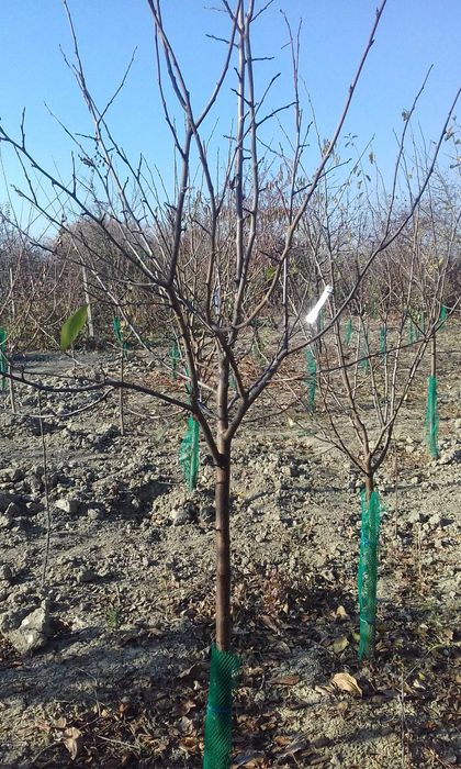 Taieri pomi fructiferi/vita de vie/plante ornamentale/tratamente fito